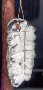 It's important to ensure the climate of the dry curing space stays consistent and dry.